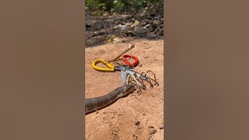 DIY Snake Trap using Scissors #diy #trap #snake #snaketrap #animals #wildlife #pitfall #shorts