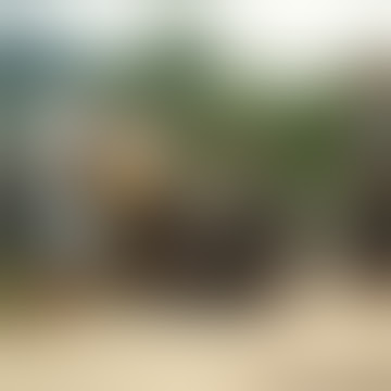 Belah Babi -Adat orang Bajawa