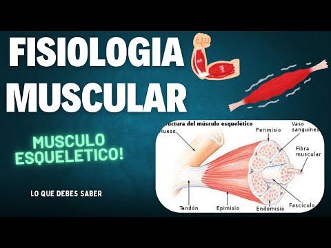 FISIOLOGIA MUSCULAR FACIL✔ - CONTRACCIÓN DEL MUSCULO ESQUELETICO👌
