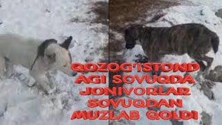 QOZOGʻISTONDAGI QAXRATONDA MUZLAB QOLGAN HAYVONLAR