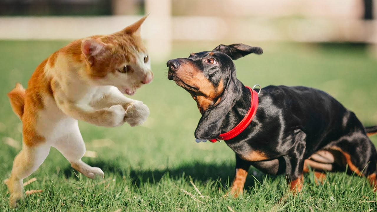 Will Dachshunds Get Along With Cats