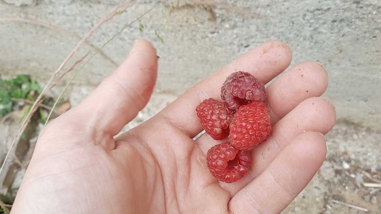 Ahududu hasat videosu ( Ahududu Çeşitleri)