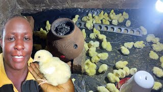 Brooding 100 broiler chicks \/\/African village life\/\/ SIMPLY PEACE  #how #chicks