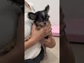 Bubble First time taking vaccination #chihuahua #singapore #puppy  #dogshorts