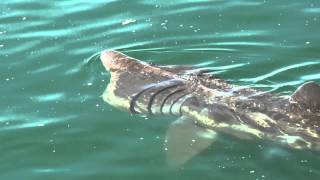 Short Wildlife Video Of Trips Taken On Mull