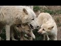 Wolfs don&#39;t leave their partner | भेड़िये अपने साथी को कभी नहीं छोड़ते | #Shorts #infofacts