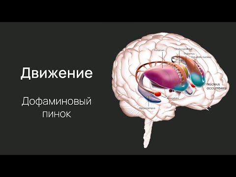 Видео: Нейробиология поведения. Лекция 4. Дофамин и движение