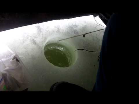 Record Sunfish from Whitelake, Mi Ice Fishing