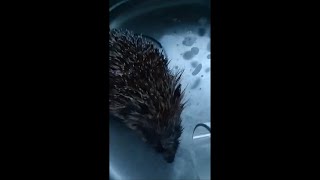 Jimmy The Hedgehog Having His Bath