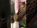 Foraging Bliss: Discovering Hidden Morel Mushrooms Treasures