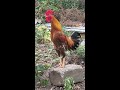 KING WAKE UP 🙏❤️👍#birds #nature #viral #hashtags #ytshorts