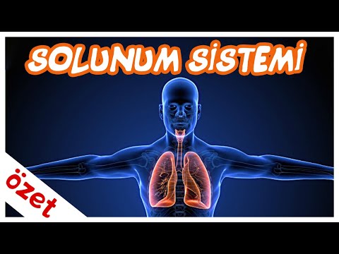 Solunum Sistemi Özet / AYT Biyoloji