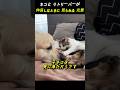 ネコと リトリーバーが 仲良しなときに 見られる 光景