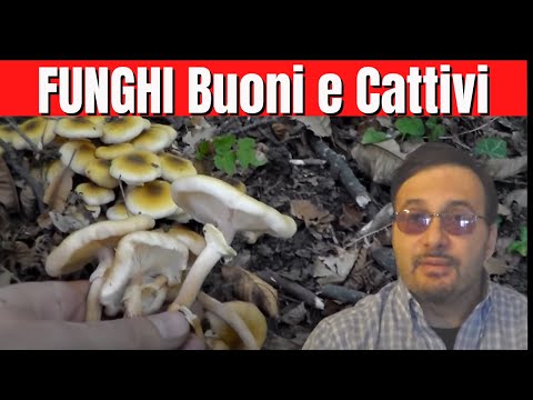 Video: Come Distinguere I Funghi Commestibili Dai Velenosi