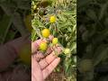 😜Thota లో Taskarinchina Cherry Tomato’s నుండి Plants?!🌱🍅