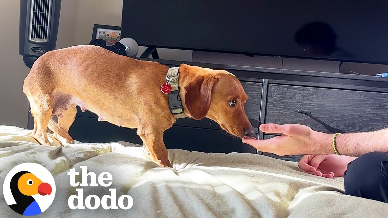 Scared Dachshund Accepts Love From Foster Dad After 6 Weeks  | The Dodo
