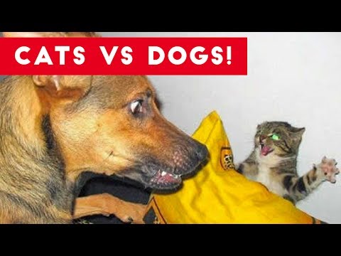 funniest-cat-vs-dog-video-compilation-of-2017-|-funny-pet-videos