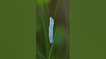 A Sawfly Larvae #macro #naturephotography #macrophotography #shorts