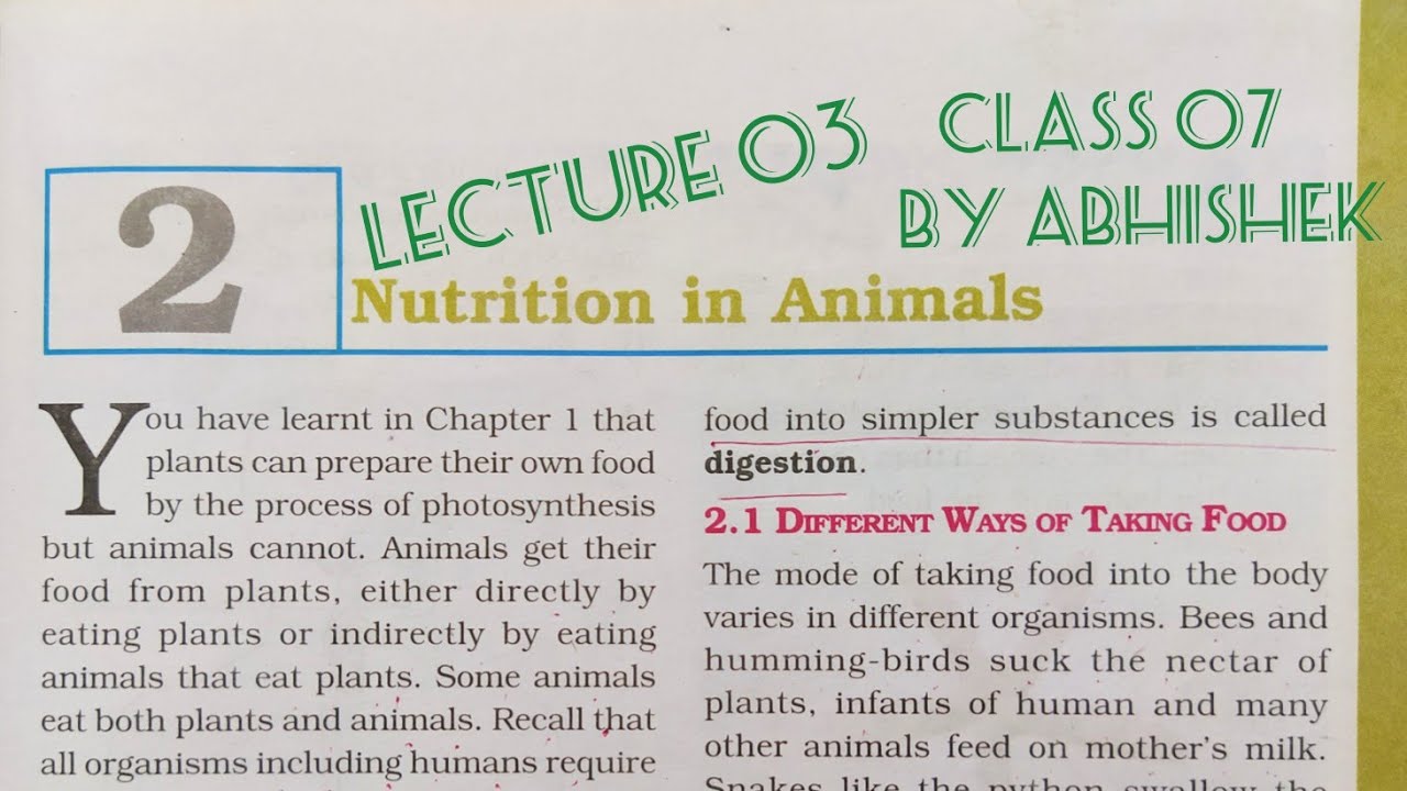 Nutrition in animals|| Class07|| NCERT || Lecture 03 by Abhishek - YouTube