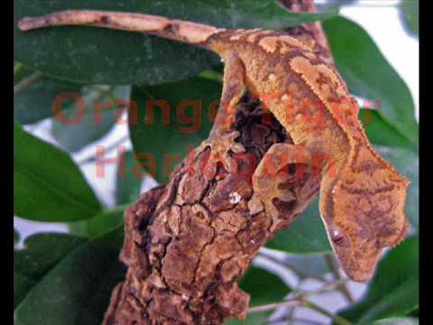 Crested Gecko Morphs - YouTube