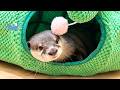 YouTuber Otter Knows How to Work the Camera!
