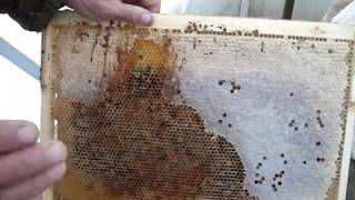Пчеловодство. Зимой погибла семья  Примерный порядок осмотра семьи