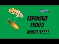 The 8 00 Tetra Is It Worth It A Look At My Mail Order Fish The 8 00 Tetra Is It Worth It A Look At My Mail Order Fish