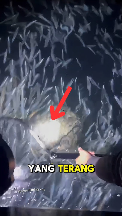 Cara cerdas memancing cumi #shorts