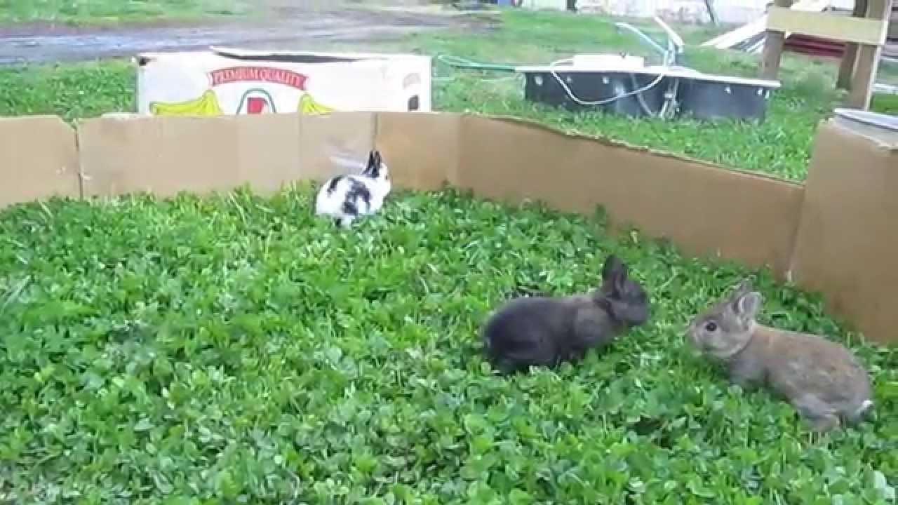 Baby Bunnies Hopping all around. YouTube
