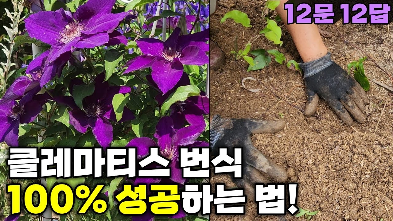 클레마티스 번식 100% 성공하는 법 | 12문 12답 | 강원도 정원