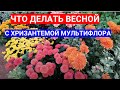 ХРИЗАНТЕМА МУЛЬТИФЛОРА УХОД ВЕСНОЙ. КАК УДАЛОСЬ СОХРАНИТЬ ЗИМОЙ МАТОЧНИКИ - ЧЕРЕНКОВАНИЕ ХРИЗАНТЕМЫ