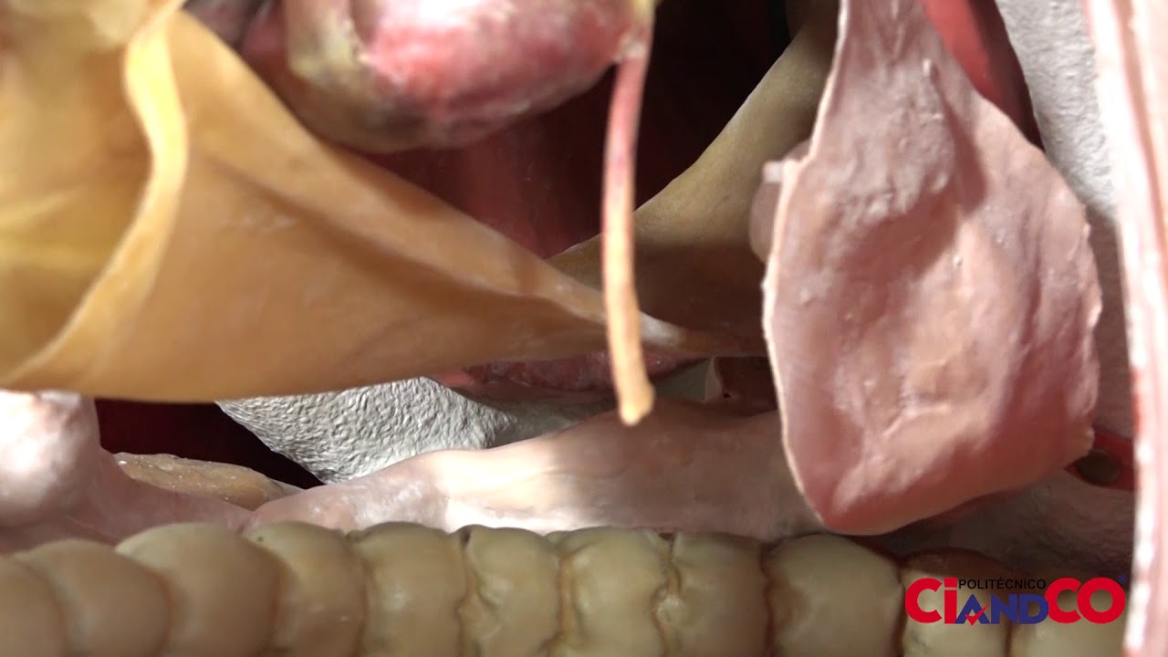 Simulador Equino -Inseminación Artificial en Yeguas