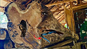 Fantastic! A 30-foot teak log is so scary in the sawmill
