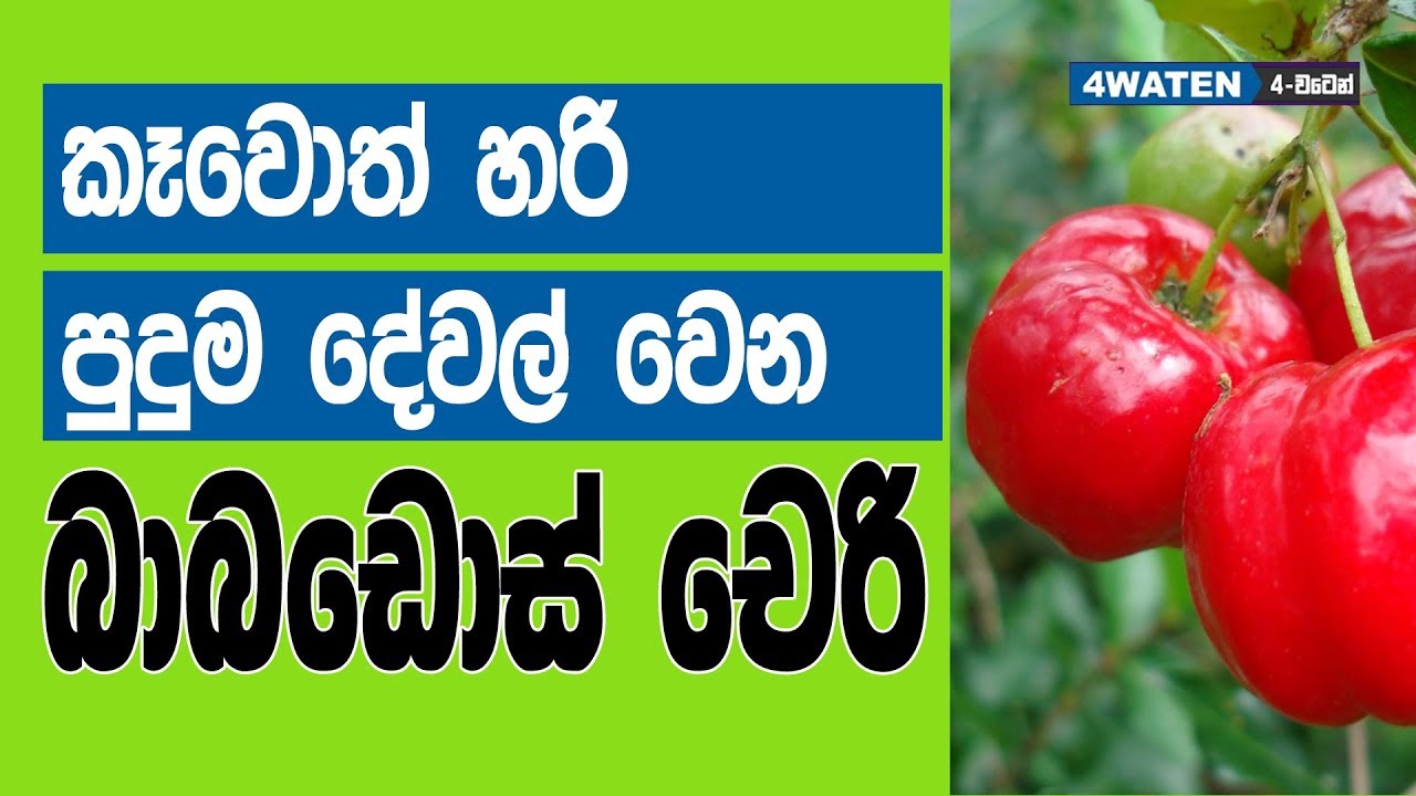 කාල නැතිනම් රස බලන්න අමුතුම බාබඩොස් චෙරි Barbados Cherry Health Benefits YouTube