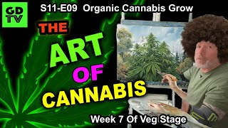 S11-E09 - Day 43 of Veg (Week 7) Cannabis Training Cannabis Step By Step β LST With Ties & Clips!