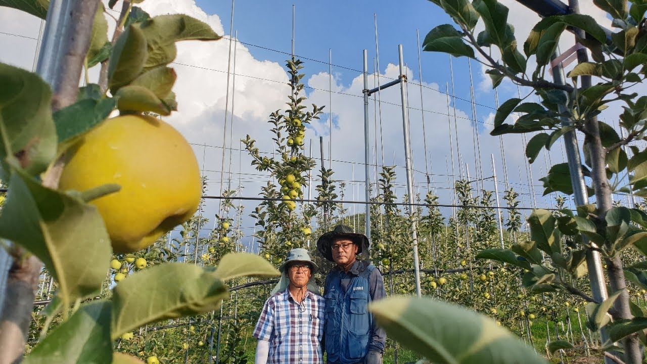 K0019  시나노골드 사과 1년생 열매를 달다 - 황금사과 햇빛농원 - 청송편