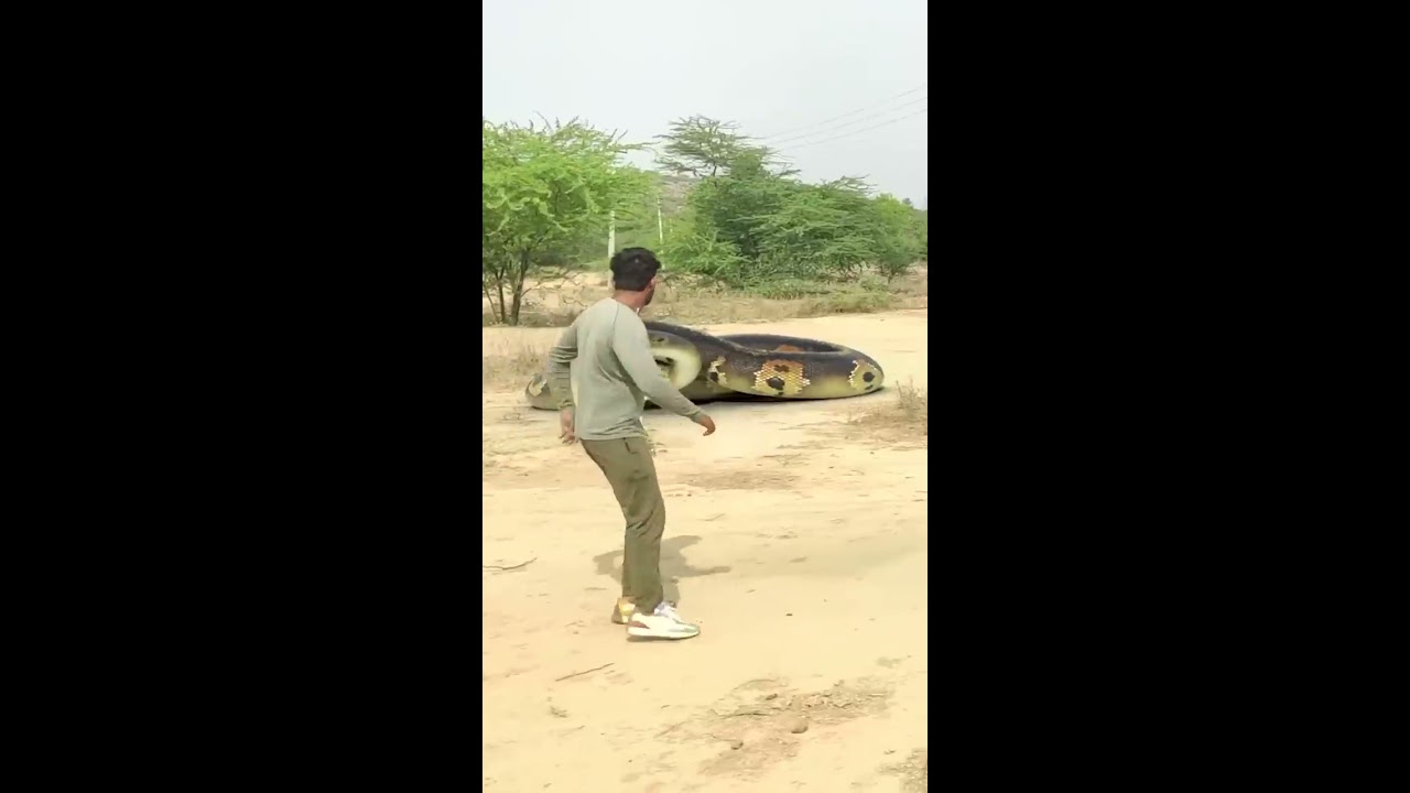 Big Anaconda Chasing Part 2 Shorts Snake Nagin Anacondasnake