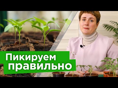 ЧАСТАЯ ОШИБКА ПРИ ПИКИРОВКЕ томатов, перцев и баклажанов из-за которых значительно уменьшится урожай