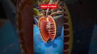 Venus Flytrap Eats Juicy Worm | #shorts #viral #trending