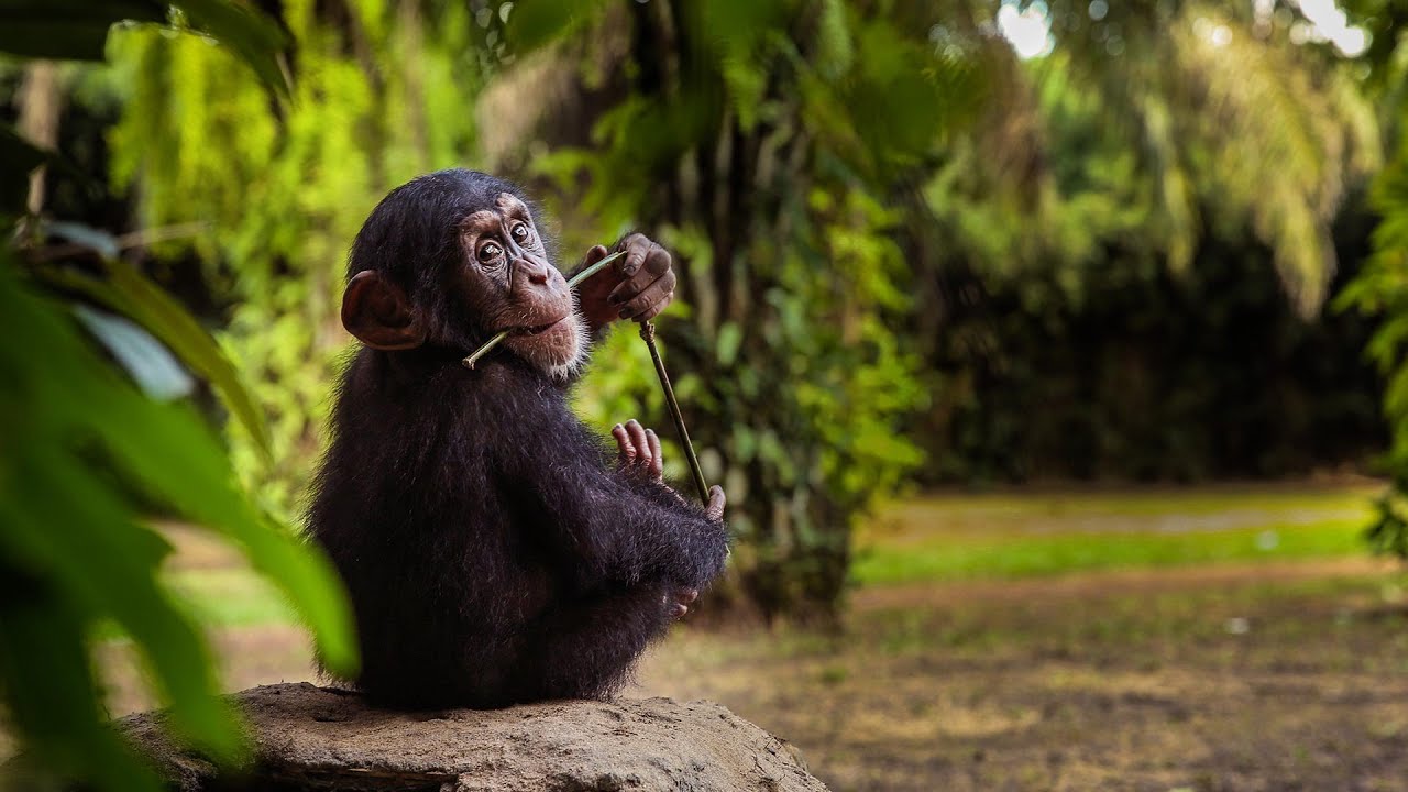 Cute Baby Chimpanzees Playing So Cute | Baby Chimps Compilation videos ...