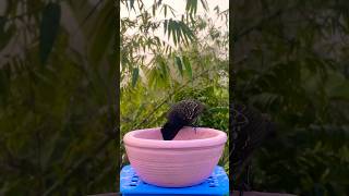 Birds for Cats to Watch | Cat TV Shorts | Bird Sounds #shorts #birds #wildlife #viral #trending