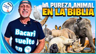 La Pureza De Los Animales En Israel Y En La Biblia