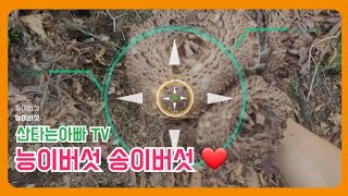 능이버섯 송이버섯 먹버섯 노란느타리버섯 by 산타는 아빠 TV 7,374 views 1 year ago 10 minutes, 10 seconds