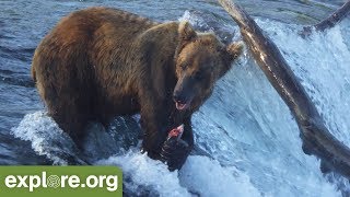 Meet Bear 503  Bears of Brooks Falls