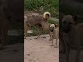 #explorepage #explore #funny #dog #puppy