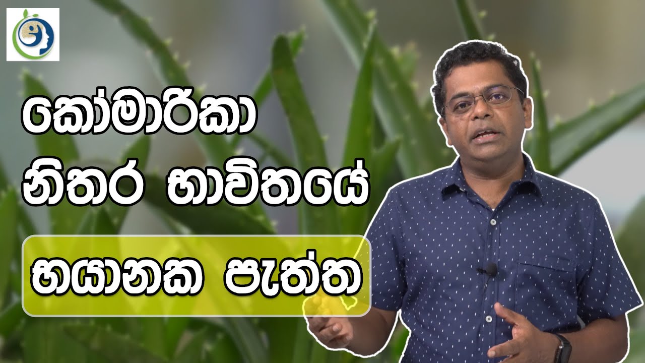 කෝමාරිකා සහ පිලිකා අතර සම්බන්දය ගැන පරීක්ෂණ. | Studies On The Link Between Aloe Vera and Cancer.