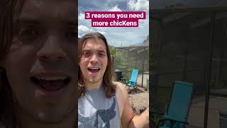 Three reasons you should get more chickens #backyardchickens #chickens #shorts