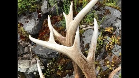 2018 Elk Browns Part 7 Brandon Pitcher ( BIG 7 ) ( Spring Bear Hunting )