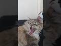 Super Cute Kitties Groomie each other #cute #cat #cutekitty