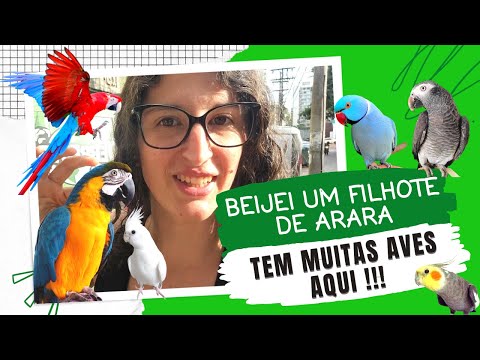 VISITEI UMA LOJA QUE VENDE ANIMAIS LEGALIZADOS | MUITOS FILHOTES - UDP